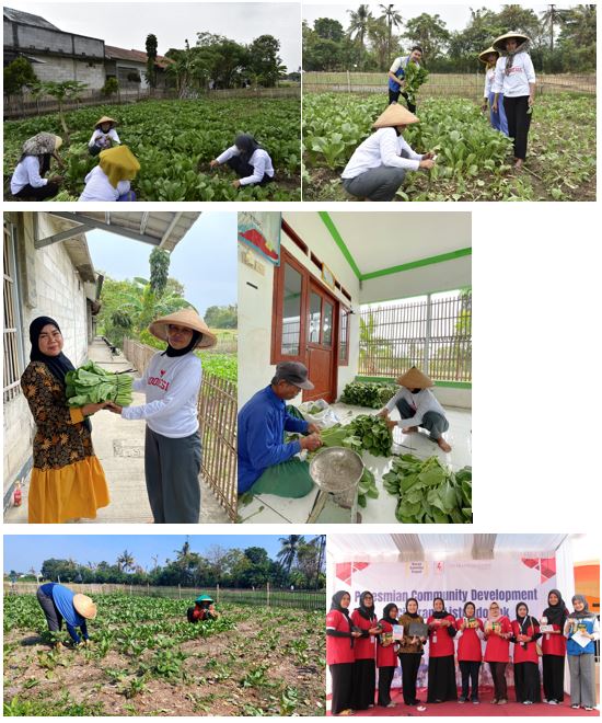Program Pekarangan Pangan Lestari (P2L) di Desa Muara Bakti